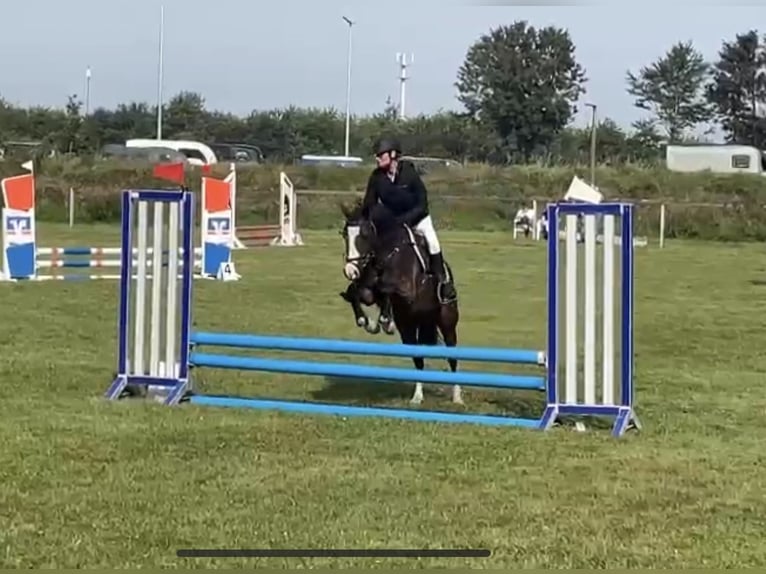 Deutsches Reitpony Wallach 8 Jahre 144 cm Dunkelbrauner in Risum-Lindholm