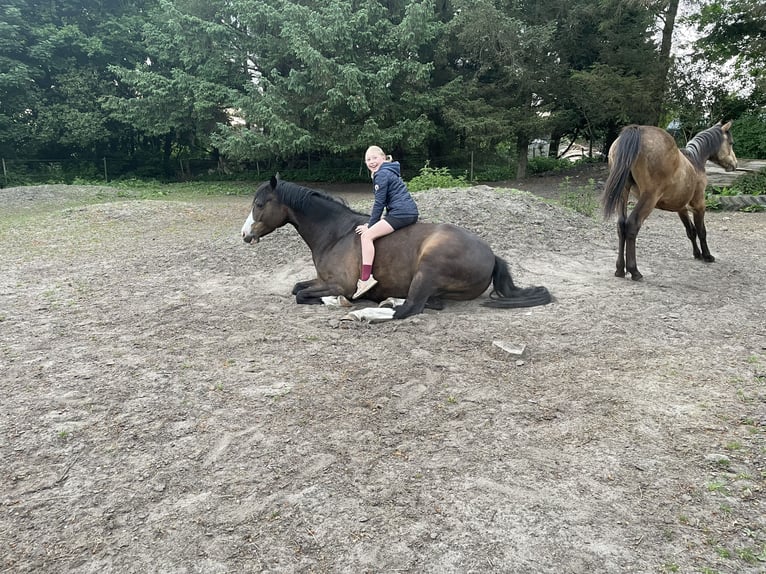 Deutsches Reitpony Wallach 8 Jahre 144 cm Dunkelbrauner in Risum-Lindholm