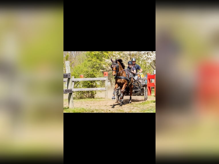Deutsches Reitpony Wallach 8 Jahre 144 cm Dunkelfuchs in Continvoir