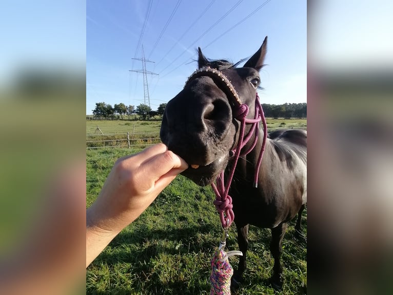Deutsches Reitpony Wallach 8 Jahre 144 cm Rappe in Vorbeck