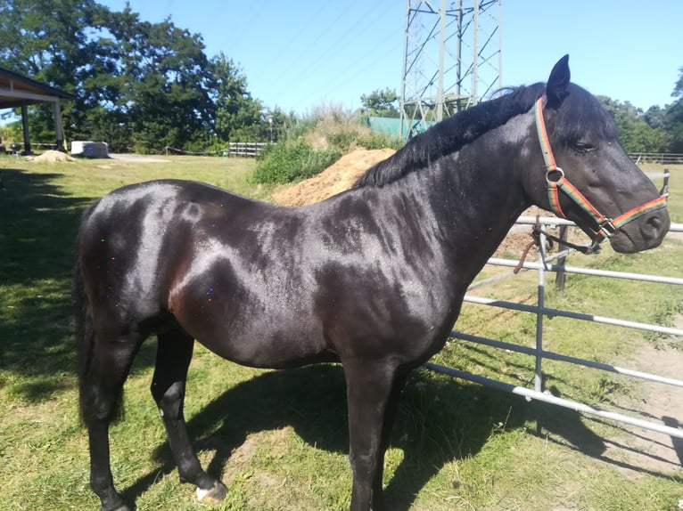 Deutsches Reitpony Wallach 8 Jahre 144 cm Rappe in Vorbeck