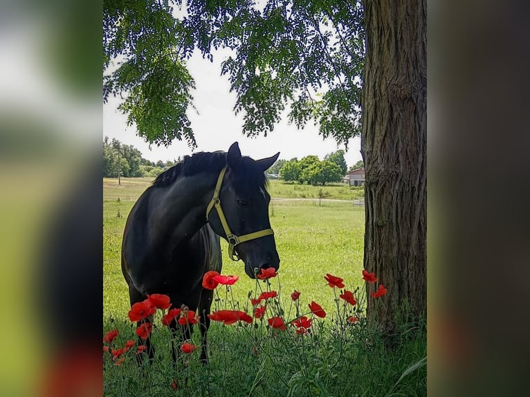 Deutsches Reitpony Wallach 8 Jahre 144 cm Rappe in Vorbeck