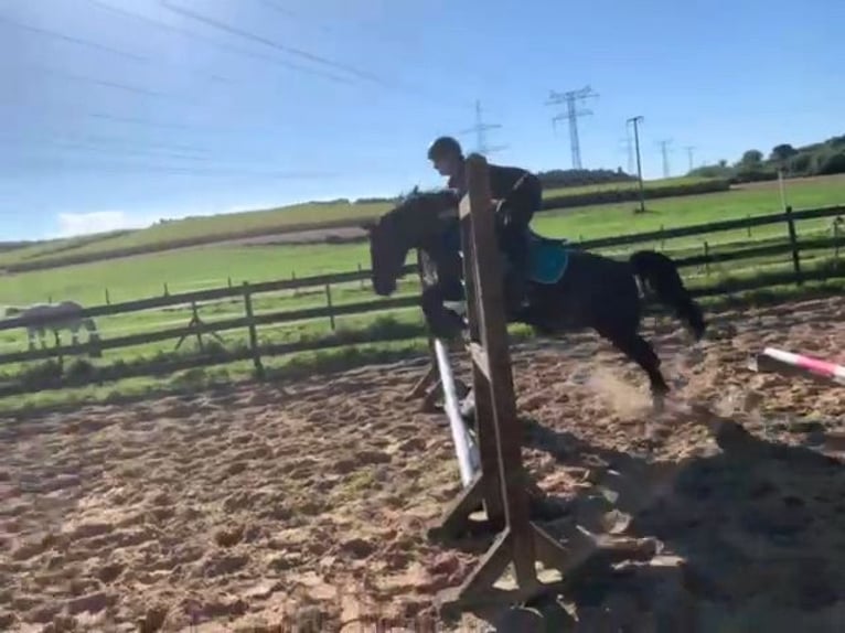 Deutsches Reitpony Wallach 8 Jahre 144 cm Rappe in Vorbeck