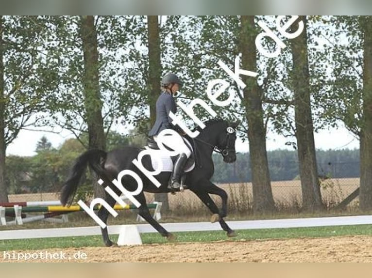 Deutsches Reitpony Wallach 8 Jahre 144 cm Rappe in Vorbeck