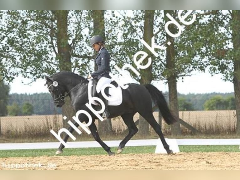 Deutsches Reitpony Wallach 8 Jahre 144 cm Rappe in Vorbeck