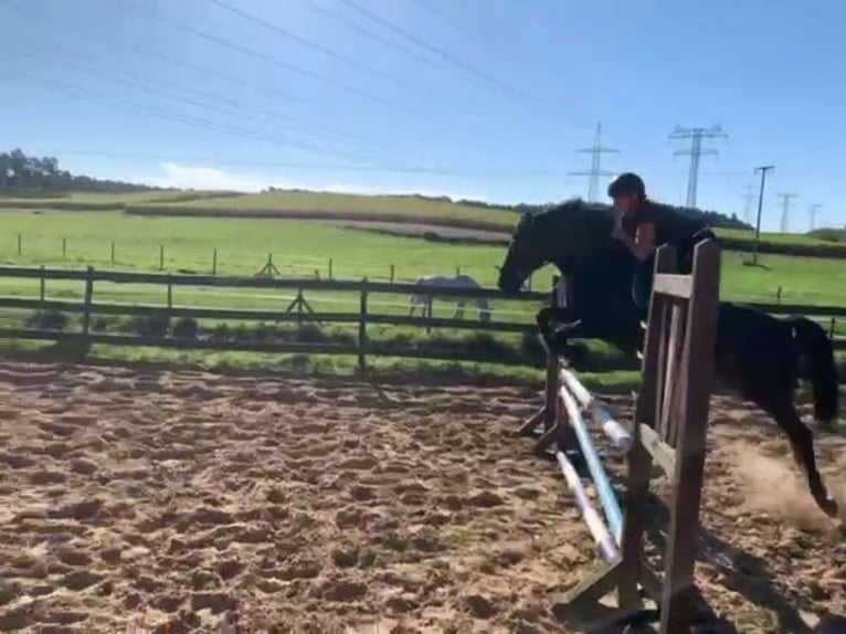 Deutsches Reitpony Wallach 8 Jahre 144 cm Rappe in Vorbeck