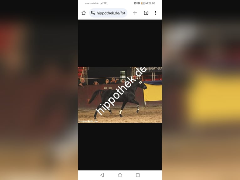 Deutsches Reitpony Wallach 8 Jahre 144 cm Rappe in Vorbeck