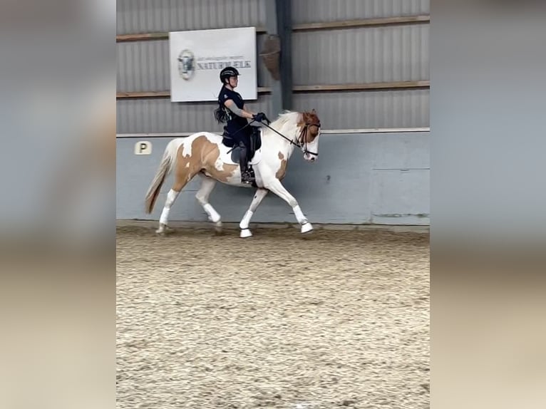 Deutsches Reitpony Wallach 8 Jahre 144 cm Schecke in Augusteborg