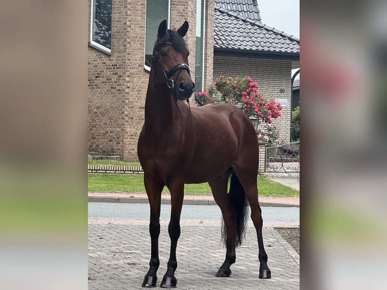 Deutsches Reitpony Wallach 8 Jahre 145 cm Brauner in Dorsten