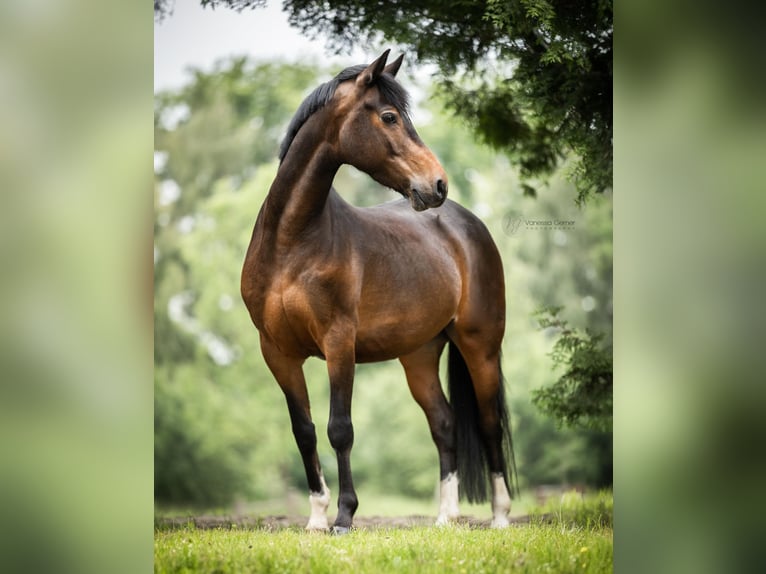 Deutsches Reitpony Wallach 8 Jahre 145 cm Dunkelbrauner in Windhagen