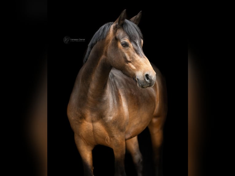 Deutsches Reitpony Wallach 8 Jahre 145 cm Dunkelbrauner in Windhagen