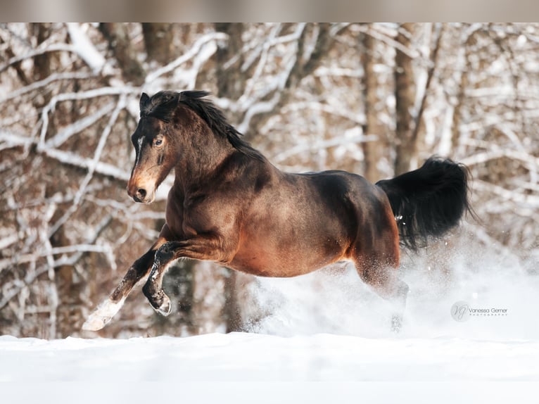 Deutsches Reitpony Wallach 8 Jahre 145 cm Dunkelbrauner in Windhagen