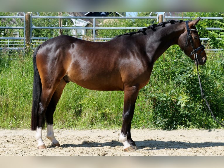 Deutsches Reitpony Wallach 8 Jahre 145 cm Dunkelbrauner in Windhagen