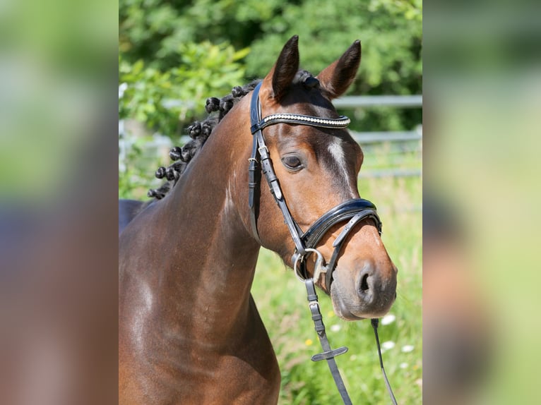 Deutsches Reitpony Wallach 8 Jahre 145 cm Dunkelbrauner in Windhagen