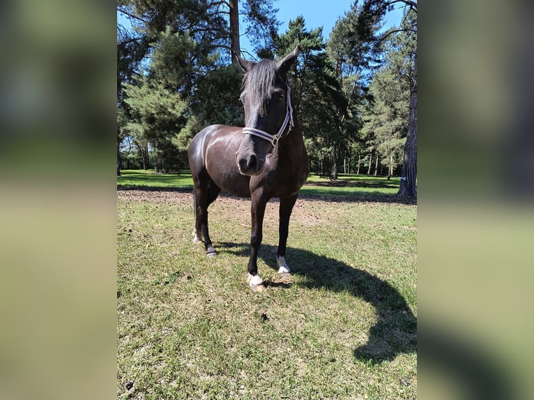 Deutsches Reitpony Wallach 8 Jahre 145 cm Dunkelbrauner in Plau am See