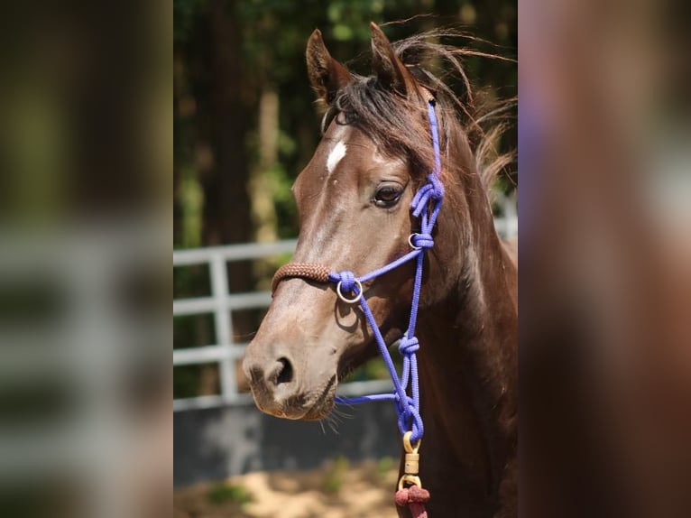 Deutsches Reitpony Wallach 8 Jahre 145 cm Dunkelbrauner in Plau am See
