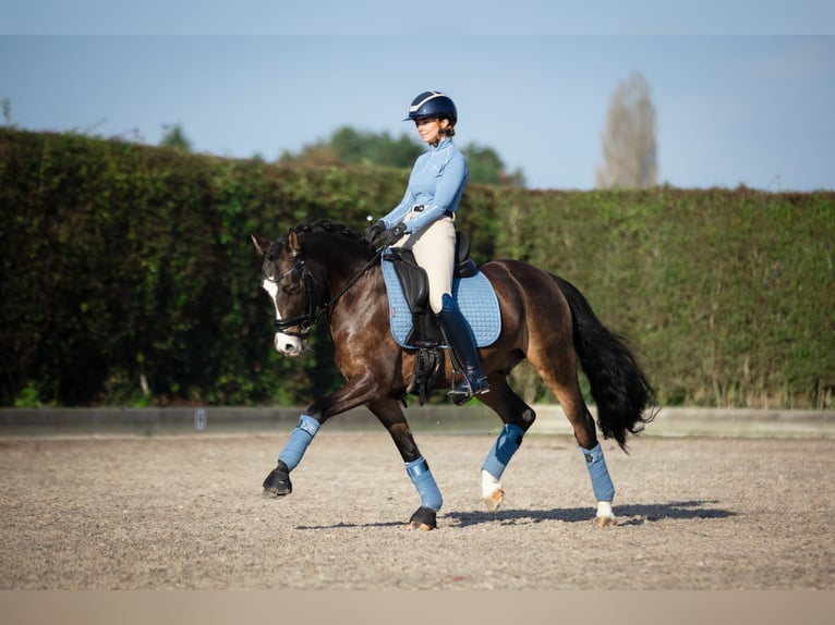 Deutsches Reitpony Wallach 8 Jahre 145 cm Falbe in Gent