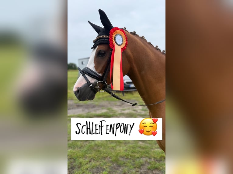 Deutsches Reitpony Wallach 8 Jahre 145 cm Fuchs in Quickborn