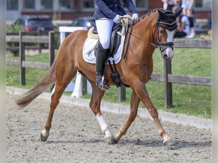 Deutsches Reitpony Wallach 8 Jahre 145 cm Fuchs in Quickborn