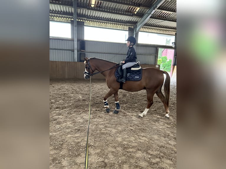 Deutsches Reitpony Wallach 8 Jahre 145 cm Fuchs in Quickborn