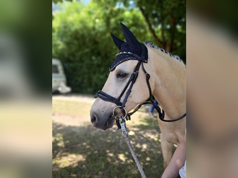 Deutsches Reitpony Wallach 8 Jahre 145 cm Palomino in Hockenheim