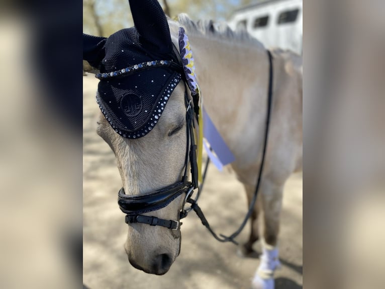 Deutsches Reitpony Wallach 8 Jahre 145 cm Palomino in Hockenheim