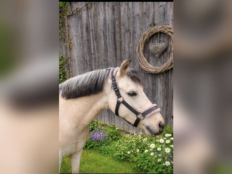 Deutsches Reitpony Wallach 8 Jahre 145 cm Palomino in Hockenheim