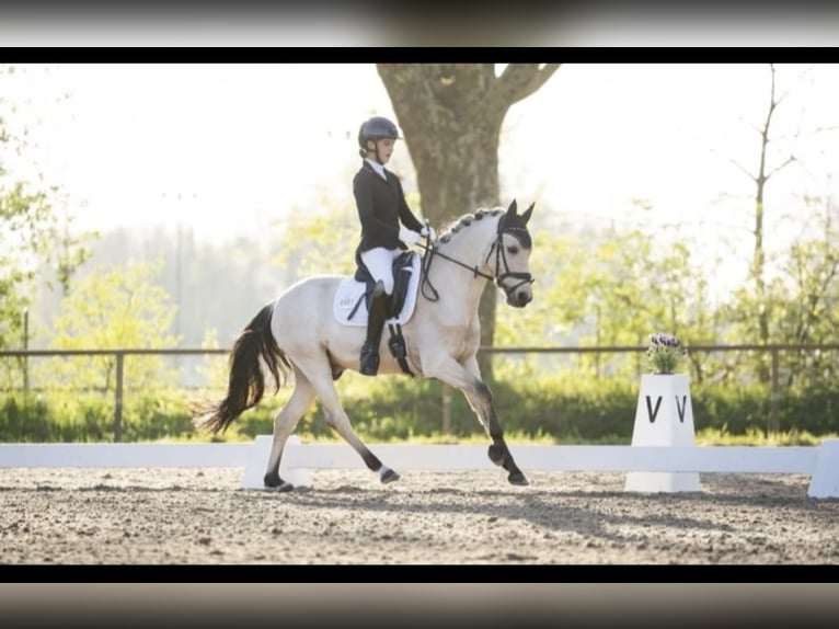 Deutsches Reitpony Wallach 8 Jahre 145 cm Palomino in Hockenheim