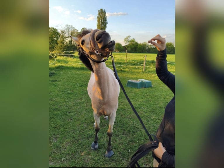 Deutsches Reitpony Wallach 8 Jahre 145 cm Palomino in Hockenheim