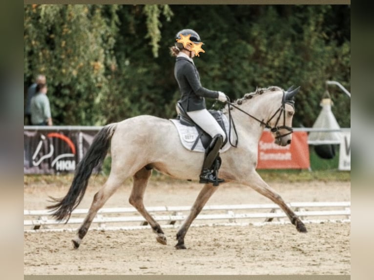 Deutsches Reitpony Wallach 8 Jahre 145 cm Palomino in Hockenheim