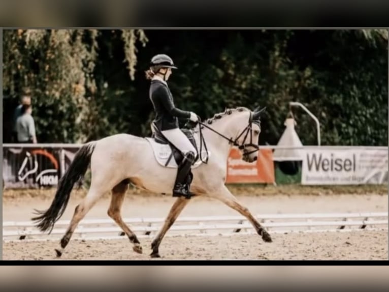 Deutsches Reitpony Wallach 8 Jahre 145 cm Palomino in Hockenheim