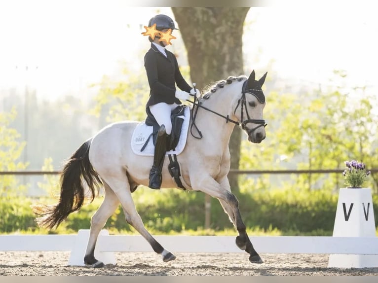 Deutsches Reitpony Wallach 8 Jahre 145 cm Palomino in Hockenheim