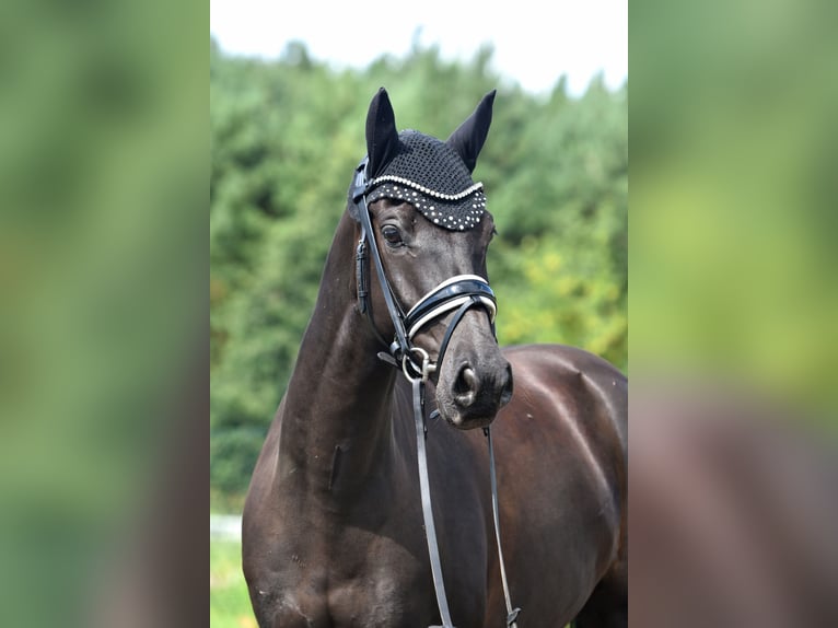 Deutsches Reitpony Wallach 8 Jahre 145 cm Rappe in Kamern