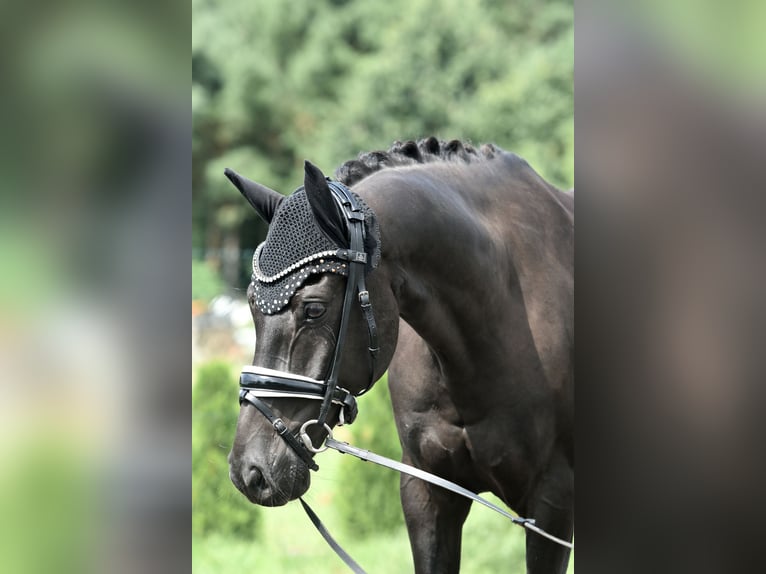 Deutsches Reitpony Wallach 8 Jahre 145 cm Rappe in Kamern