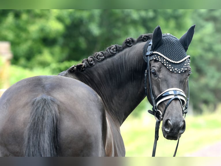 Deutsches Reitpony Wallach 8 Jahre 145 cm Rappe in Kamern