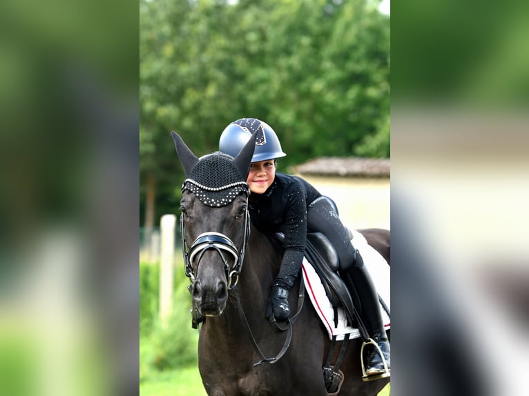 Deutsches Reitpony Wallach 8 Jahre 145 cm Rappe in Kamern