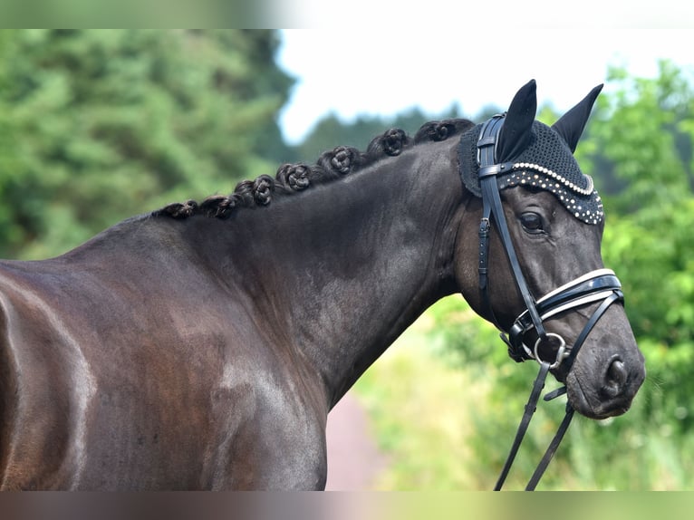 Deutsches Reitpony Wallach 8 Jahre 145 cm Rappe in Kamern