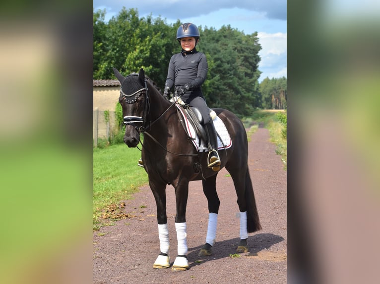 Deutsches Reitpony Wallach 8 Jahre 145 cm Rappe in Kamern