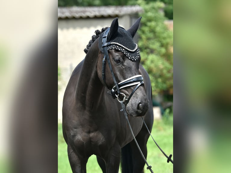Deutsches Reitpony Wallach 8 Jahre 145 cm Rappe in Kamern