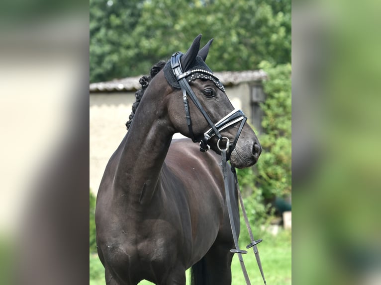 Deutsches Reitpony Wallach 8 Jahre 145 cm Rappe in Kamern