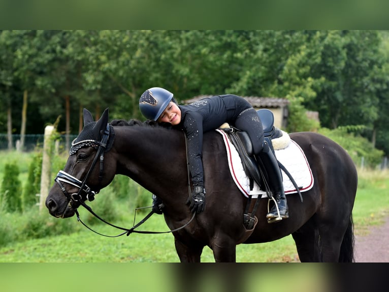 Deutsches Reitpony Wallach 8 Jahre 145 cm Rappe in Kamern