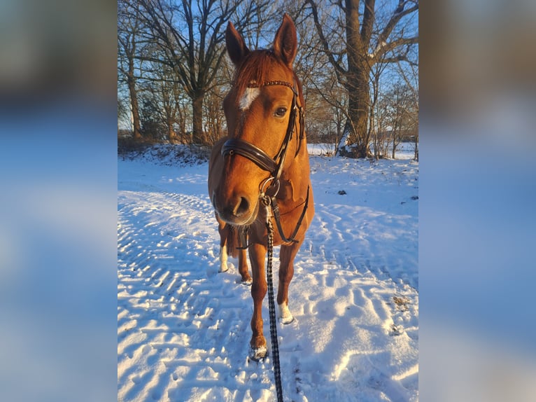 Deutsches Reitpony Wallach 8 Jahre 145 cm Red Dun in Siezbüttel