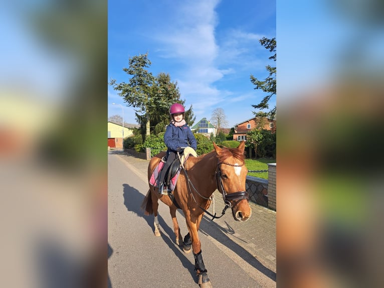 Deutsches Reitpony Wallach 8 Jahre 145 cm Red Dun in Siezbüttel