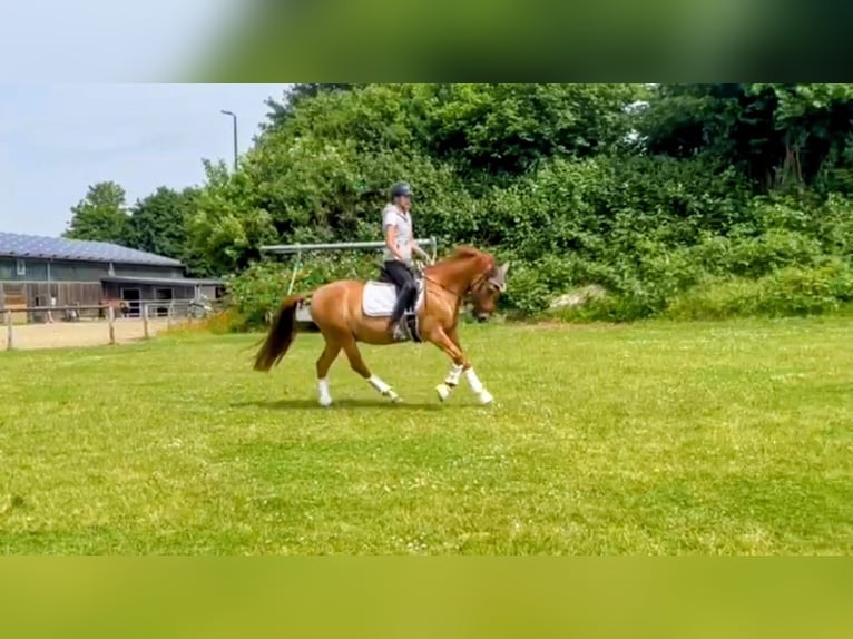 Deutsches Reitpony Wallach 8 Jahre 145 cm Red Dun in Siezbüttel