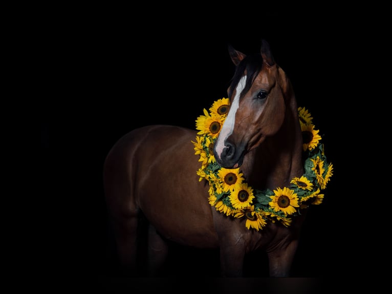 Deutsches Reitpony Wallach 8 Jahre 146 cm Brauner in Egelsbach