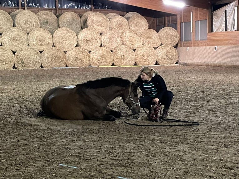 Deutsches Reitpony Wallach 8 Jahre 146 cm Brauner in Egelsbach