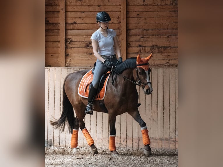 Deutsches Reitpony Wallach 8 Jahre 146 cm Brauner in Egelsbach