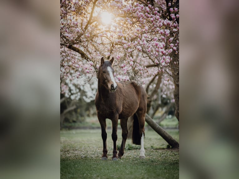 Deutsches Reitpony Wallach 8 Jahre 146 cm Brauner in Egelsbach