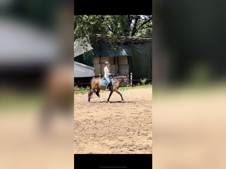 Deutsches Reitpony Wallach 8 Jahre 146 cm Brauner in Egelsbach