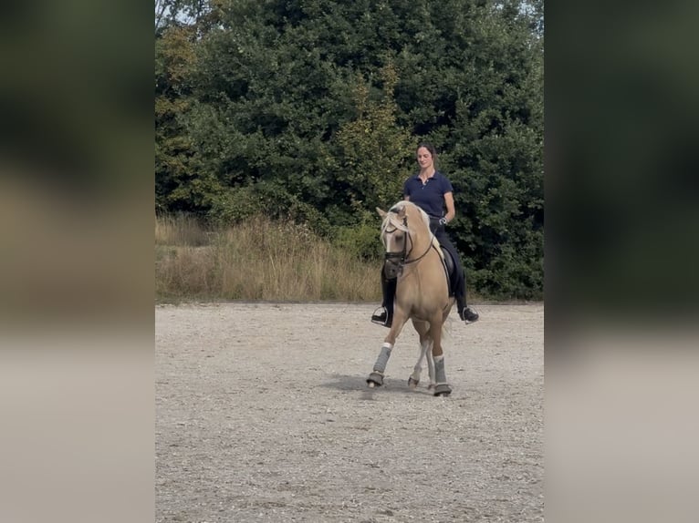 Deutsches Reitpony Wallach 8 Jahre 146 cm Dunalino in Köln